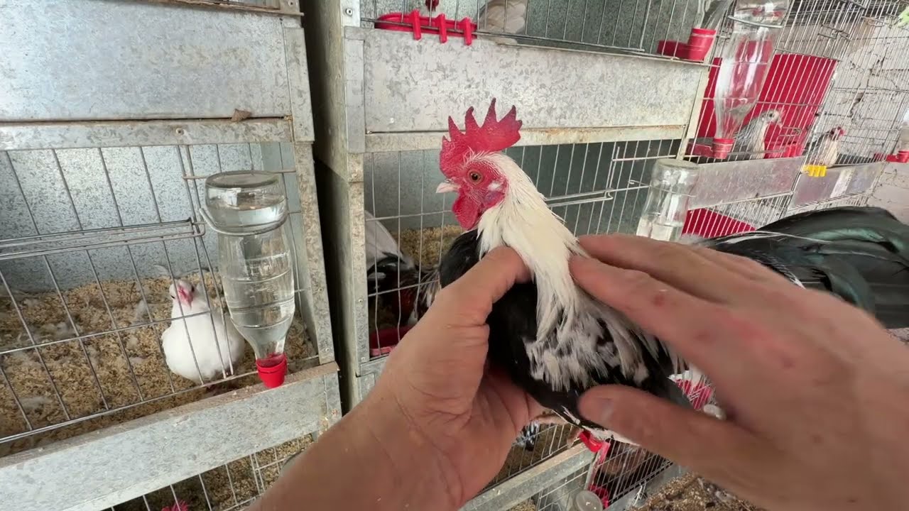 🔥 Así Mantengo Sanos a Mis Gallitos Aztecas