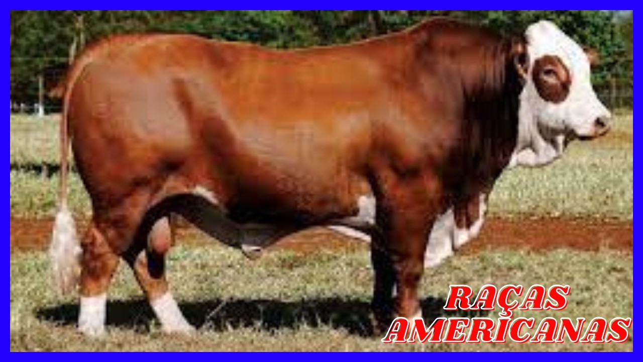 5 Raças de Gado Americanas que Você Precisa Conhecer! 🇺🇸🐂 # gado #vaca #touro #braford #brangus
