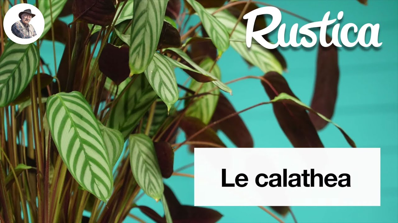 Cultiver le calathea
