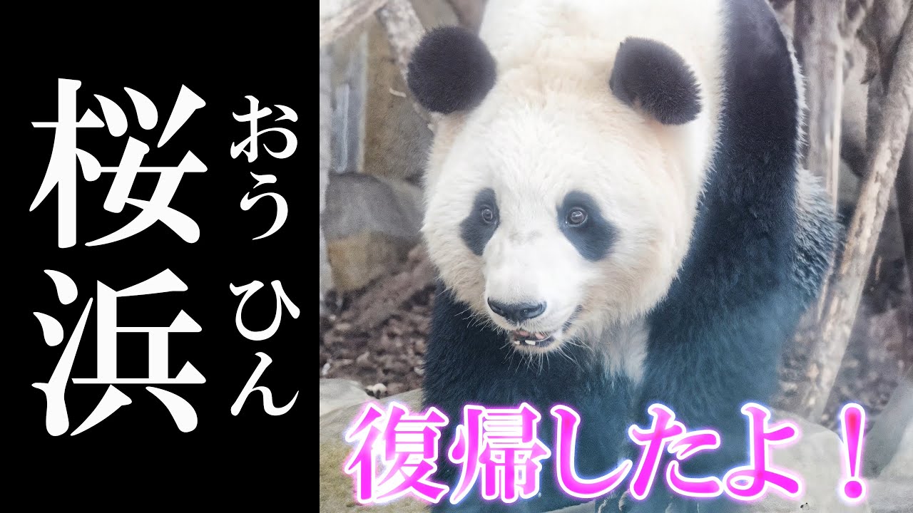 ついに完全復帰⁉『桜浜🌸おうひん』ちゃん　　成都のぱんだ