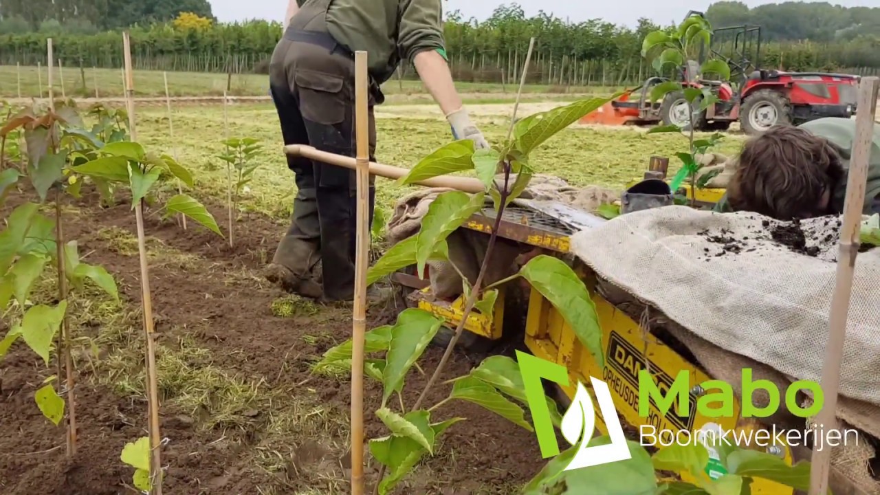 Presentatievideo van Mabo Boomkwekerijen