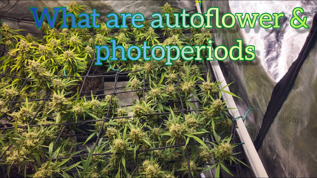 Auto flowers vs Photoperiods and week 10 update - The Friendly Grower