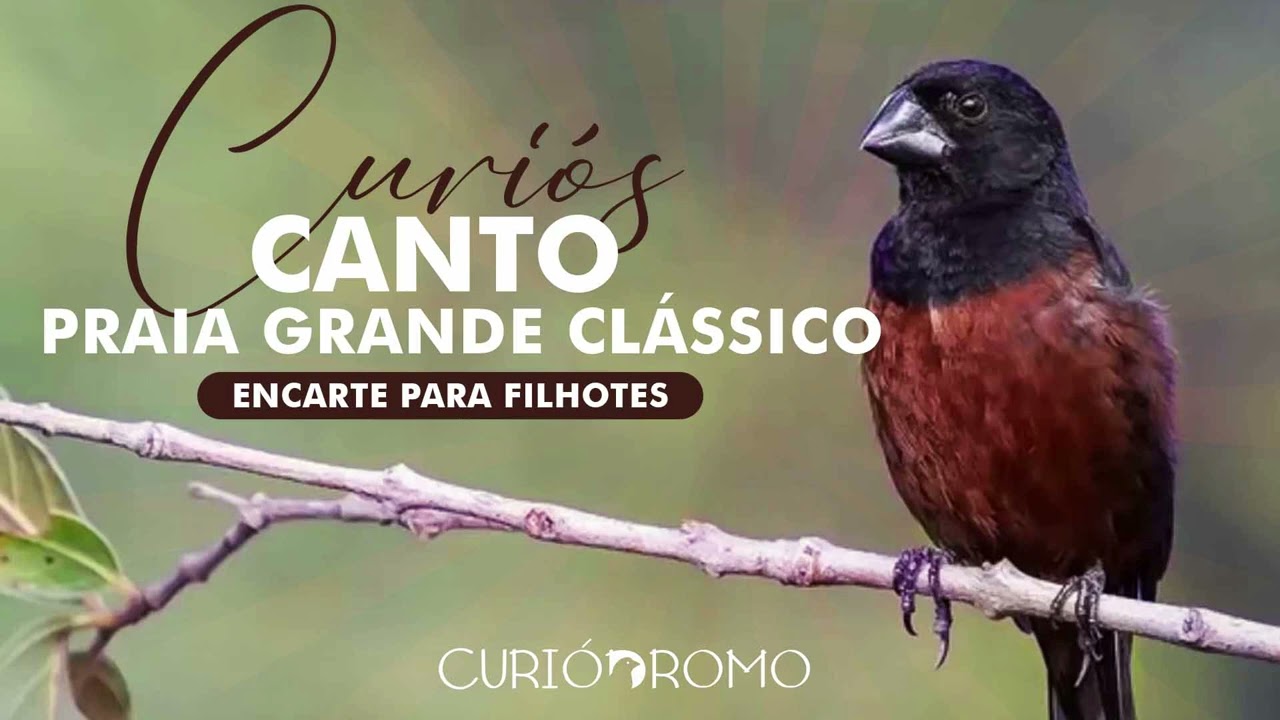 Curiós | Canto Praia Grande Clássico | Encarte para Filhotes