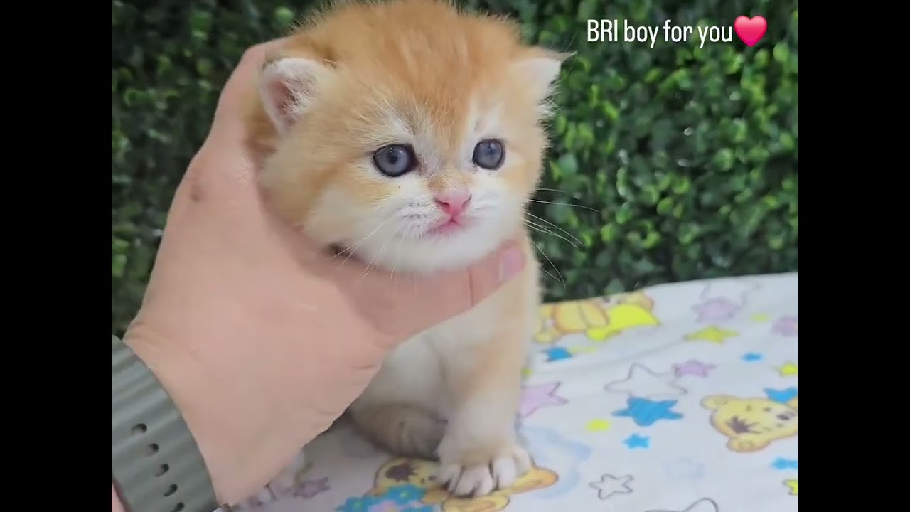 British shorthair boy