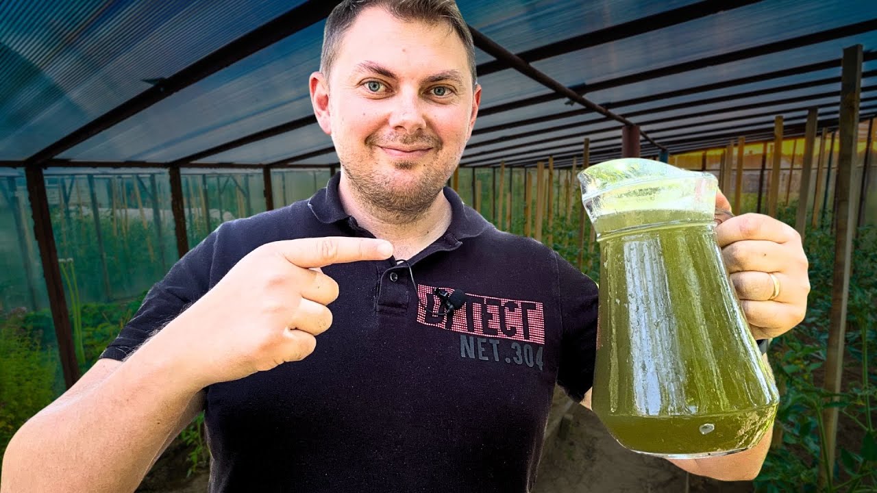 Это, безусловно, лучшее удобрение для помидоров! 🍅🔥