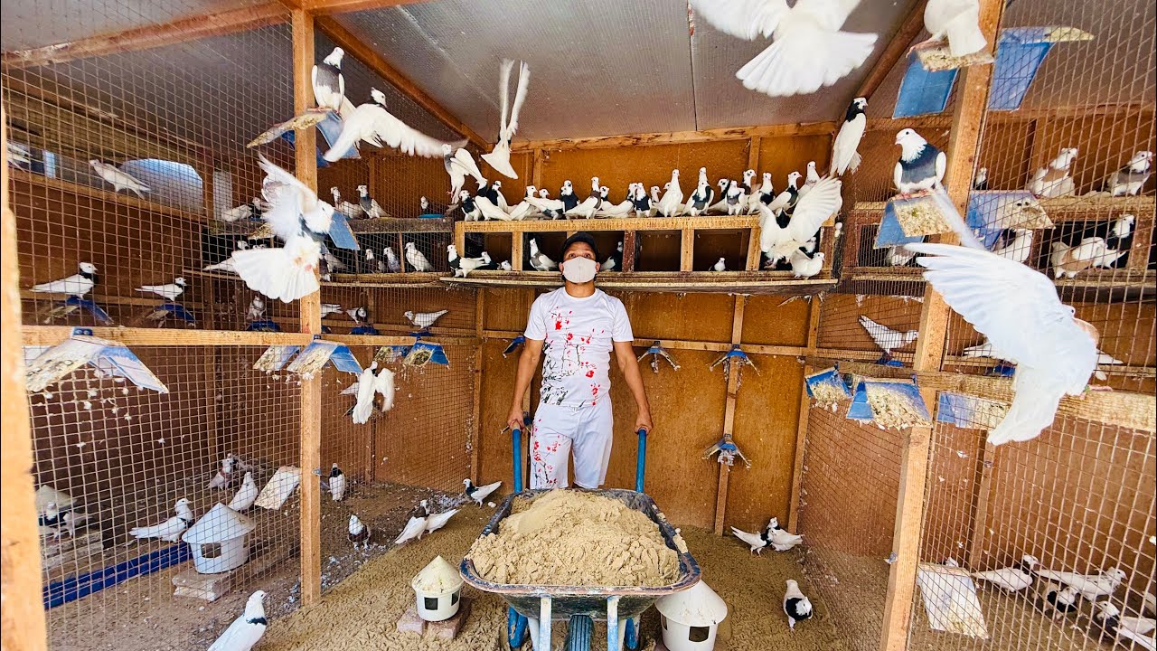 Pigeon room cleaning 🕊️#shorts#pigeon#birds#youtubeshort