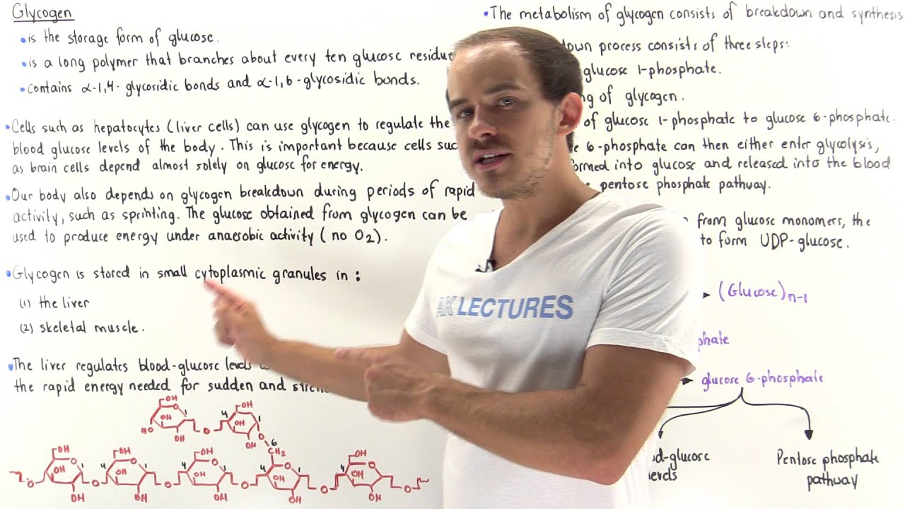 Introduction to Glycogen