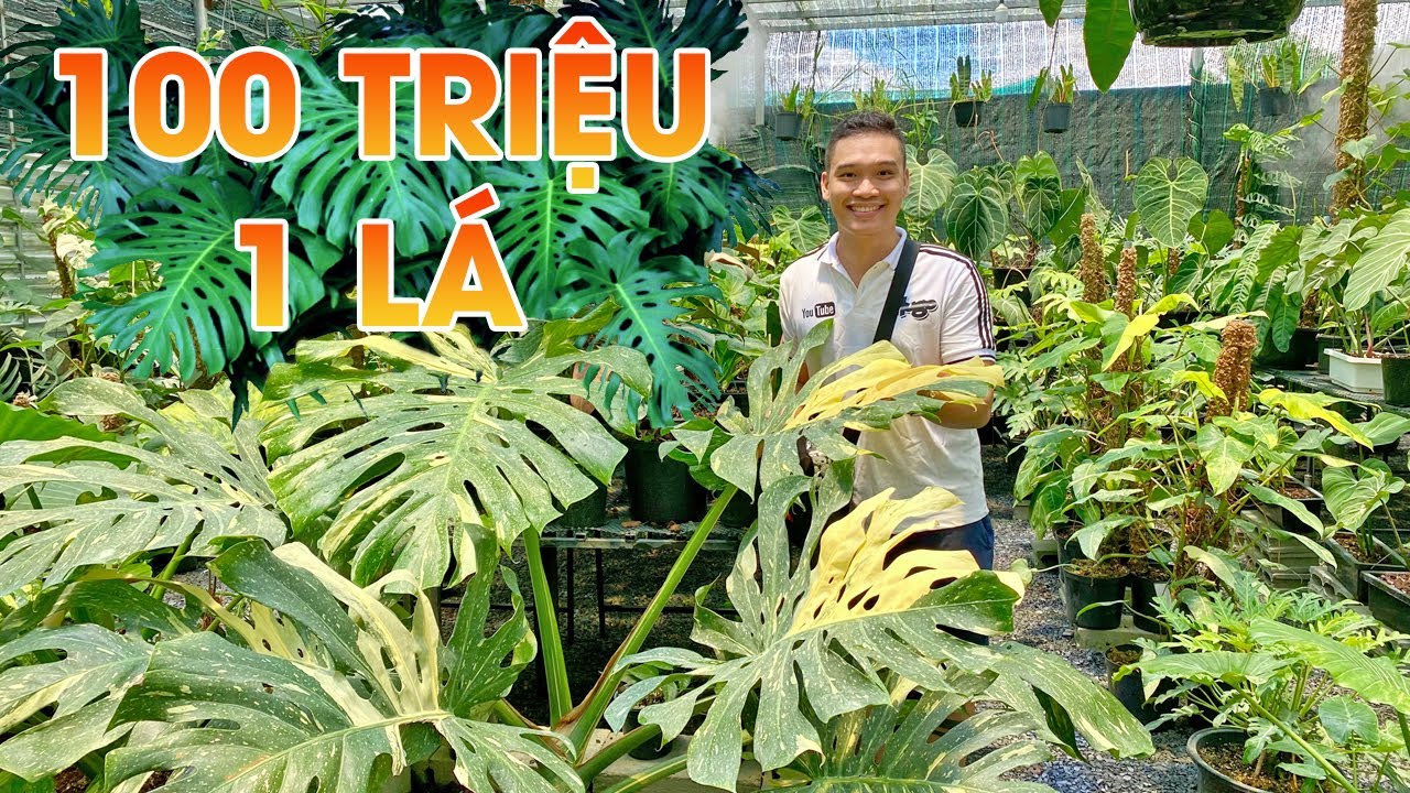 Hết hồn 100 TRIỆU 1 LÁ trầu bà Nam Mỹ - Monstera Deliciosa tại vườn kiểng lá lớn nhất nhì Sài Gòn
