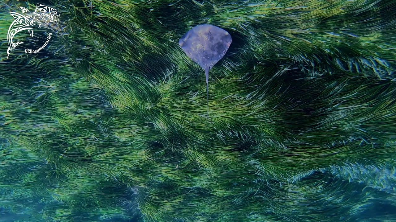 La raya látigo común (Dasyatis pastinaca) de Cabo de Gata (ENGLISH SUBTITLED) 4K