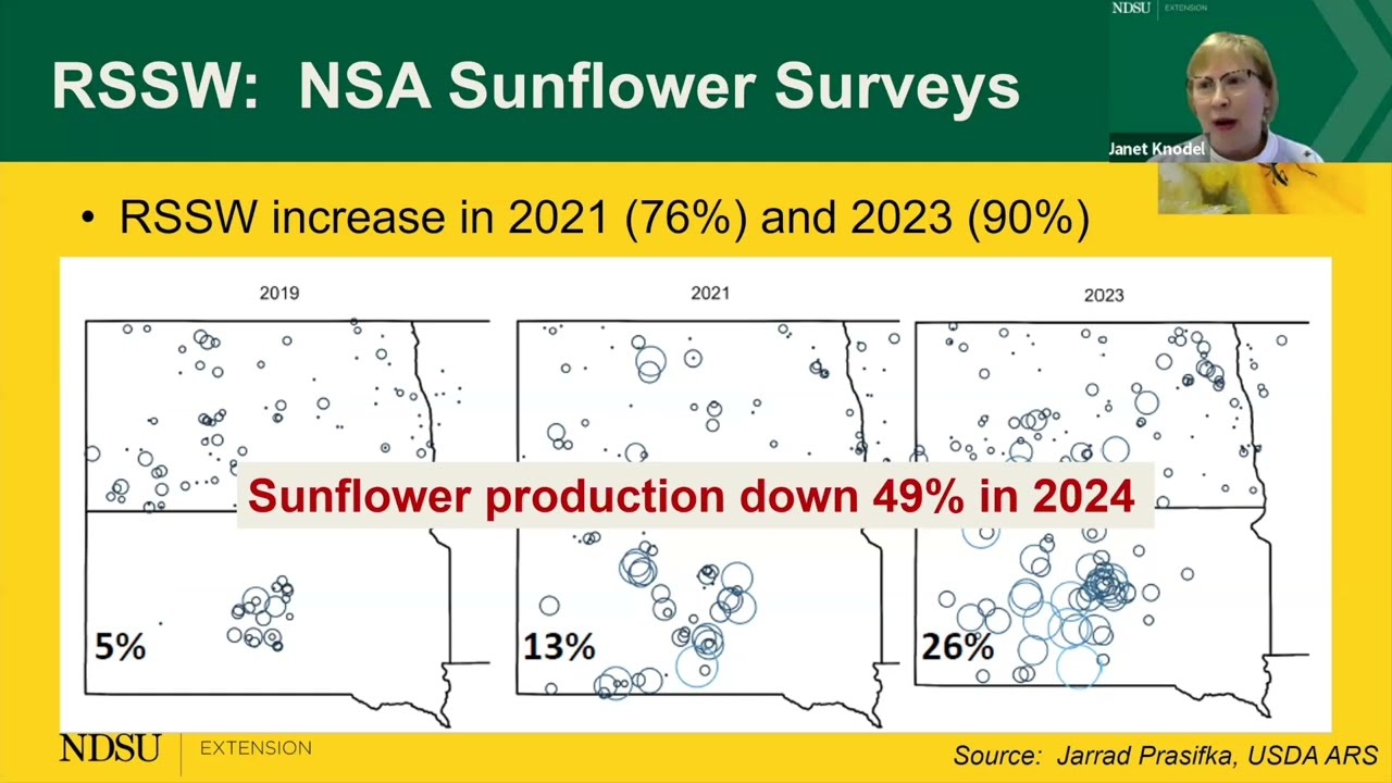 Sustainable Pest Management of Red Sunflower Seed Weevils - 2025 Getting it Right Sunflower Series