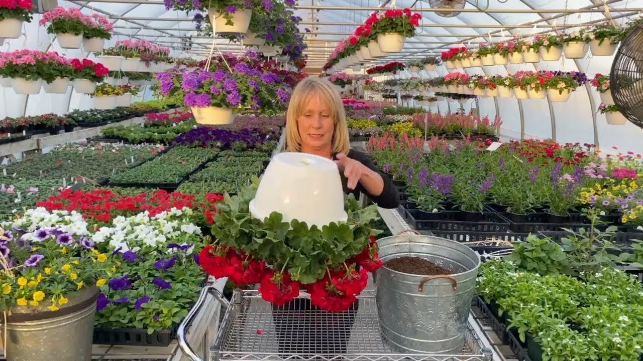 Transplanting a geranium hanging basket