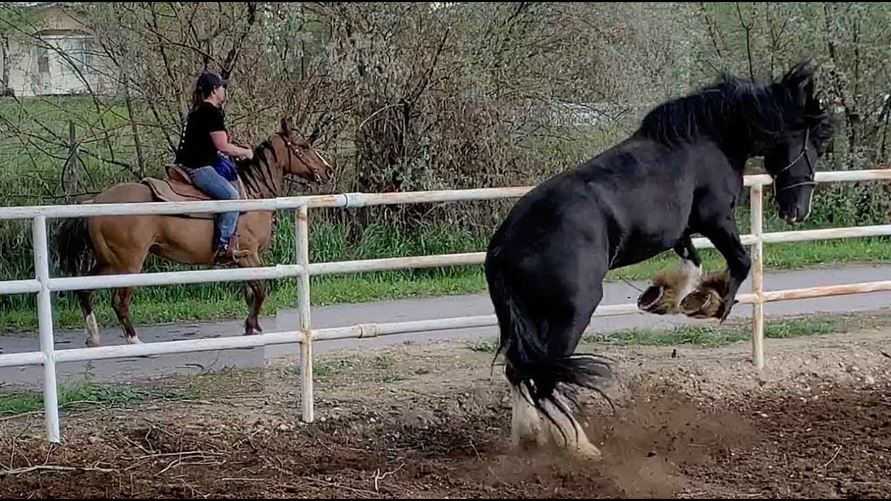 Apollo shire horse trying to make a friend