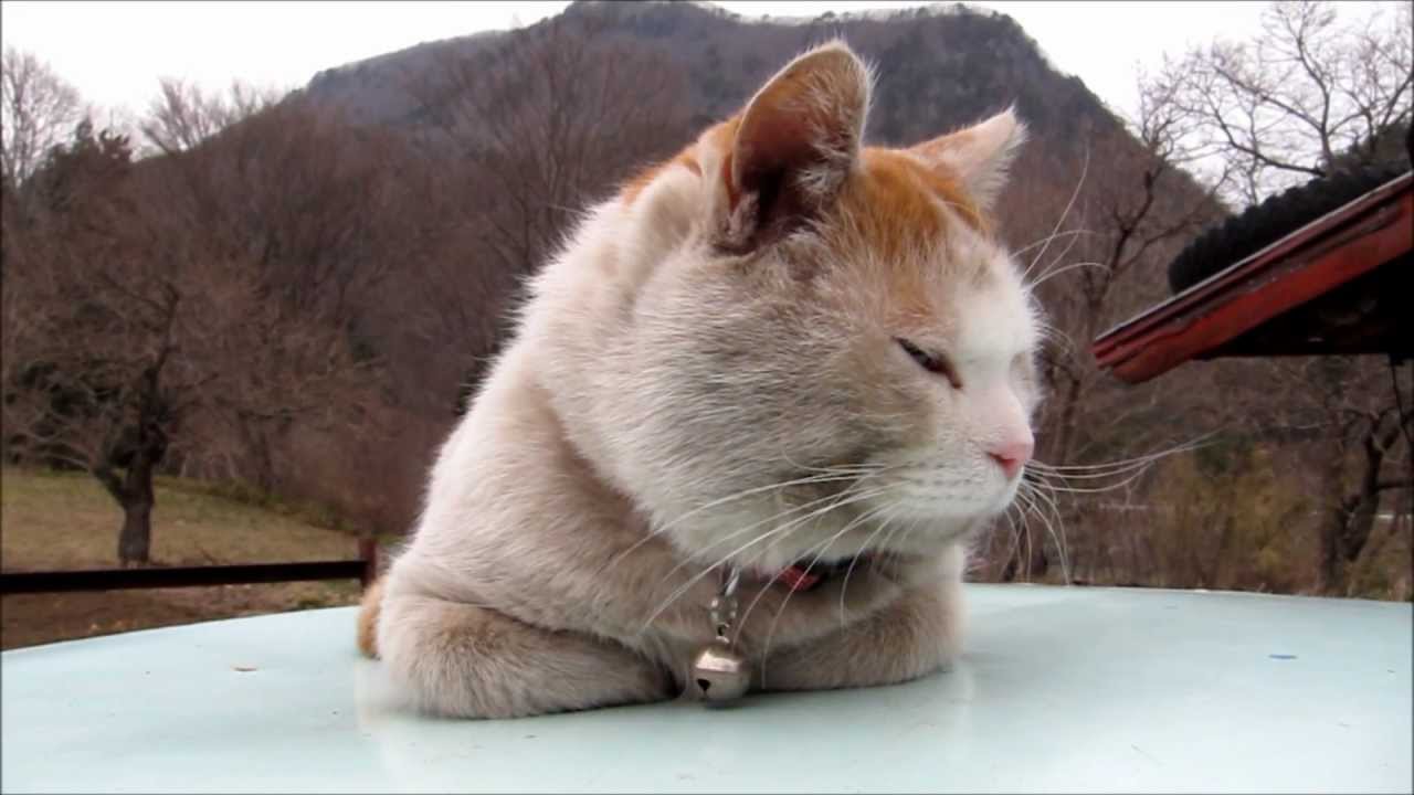 畑でコロコロするしろ　Cat to flop in the field