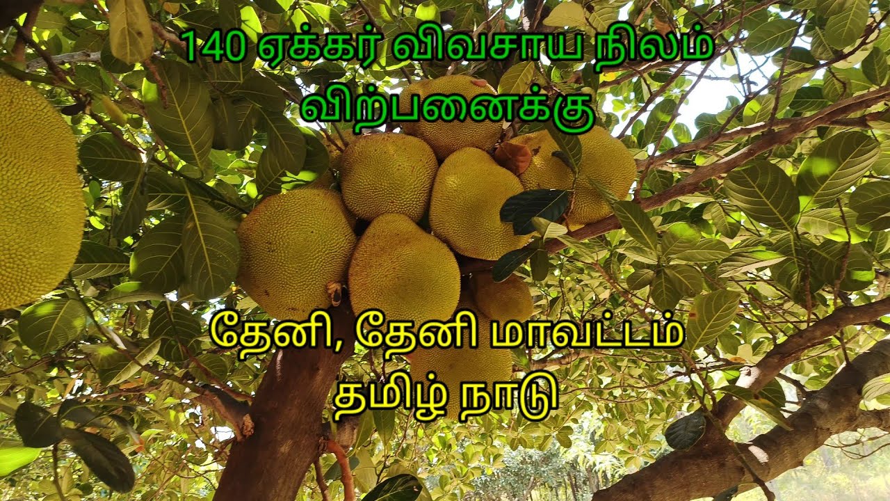 140 விவசாய நிலம் விற்பனைக்கு | 140 acre agriculture land for sale in Theni, Tamilnadu.