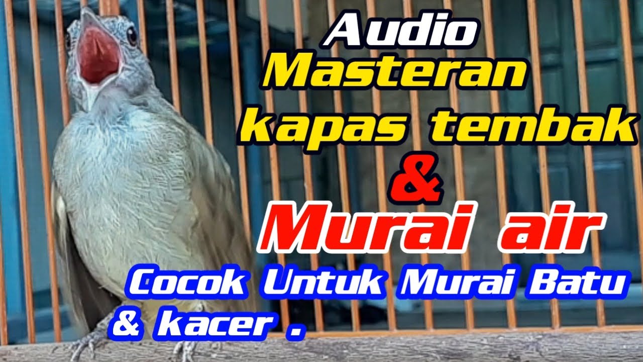 kapas tembak gacor VS Murai Air Jantan gacor