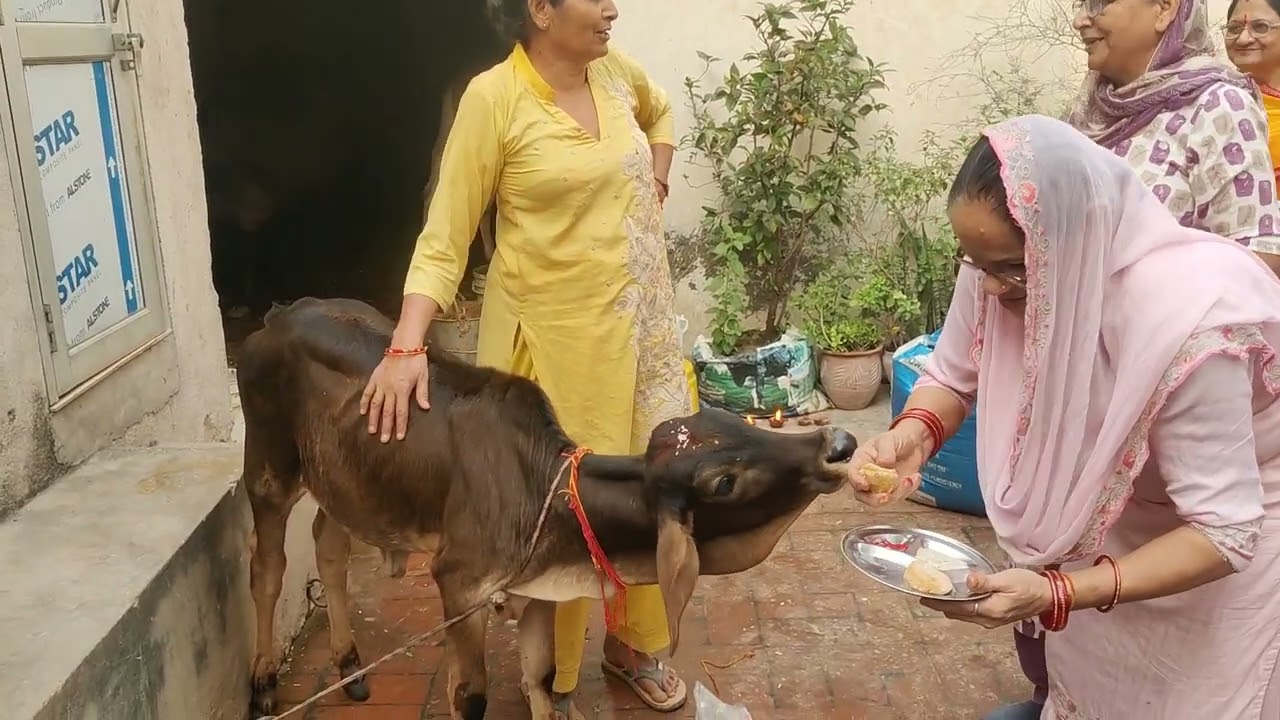  आज हम ने की गौ अष्टमी पूजा #youtubevideo #daliyvlog #vlog #video #trandingvideo