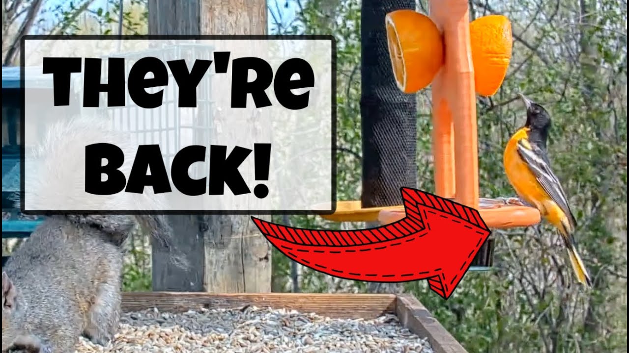 Baltimore Oriole Spends the Day Feasting on Grape Jelly!