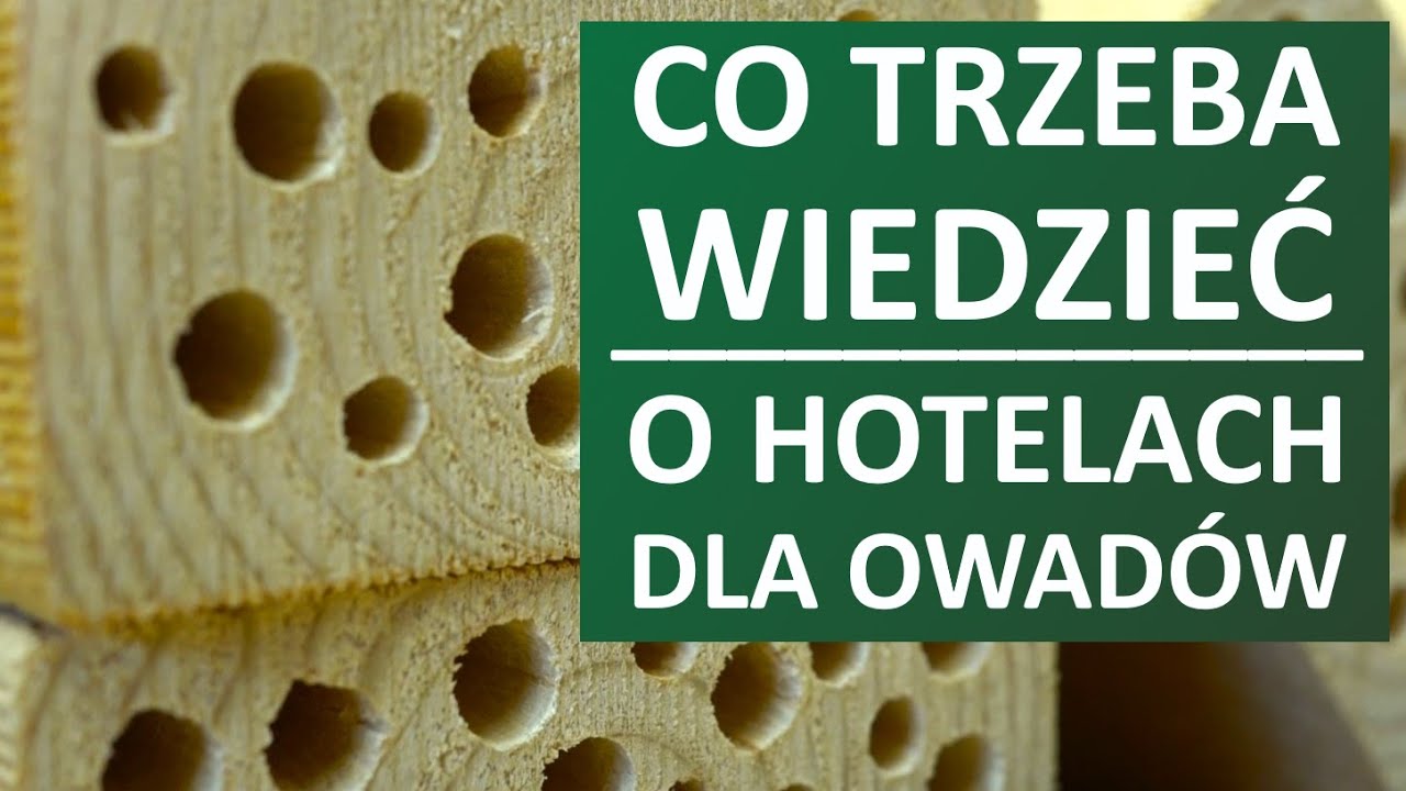 Co trzeba wiedzieć o hotelach dla owadów?