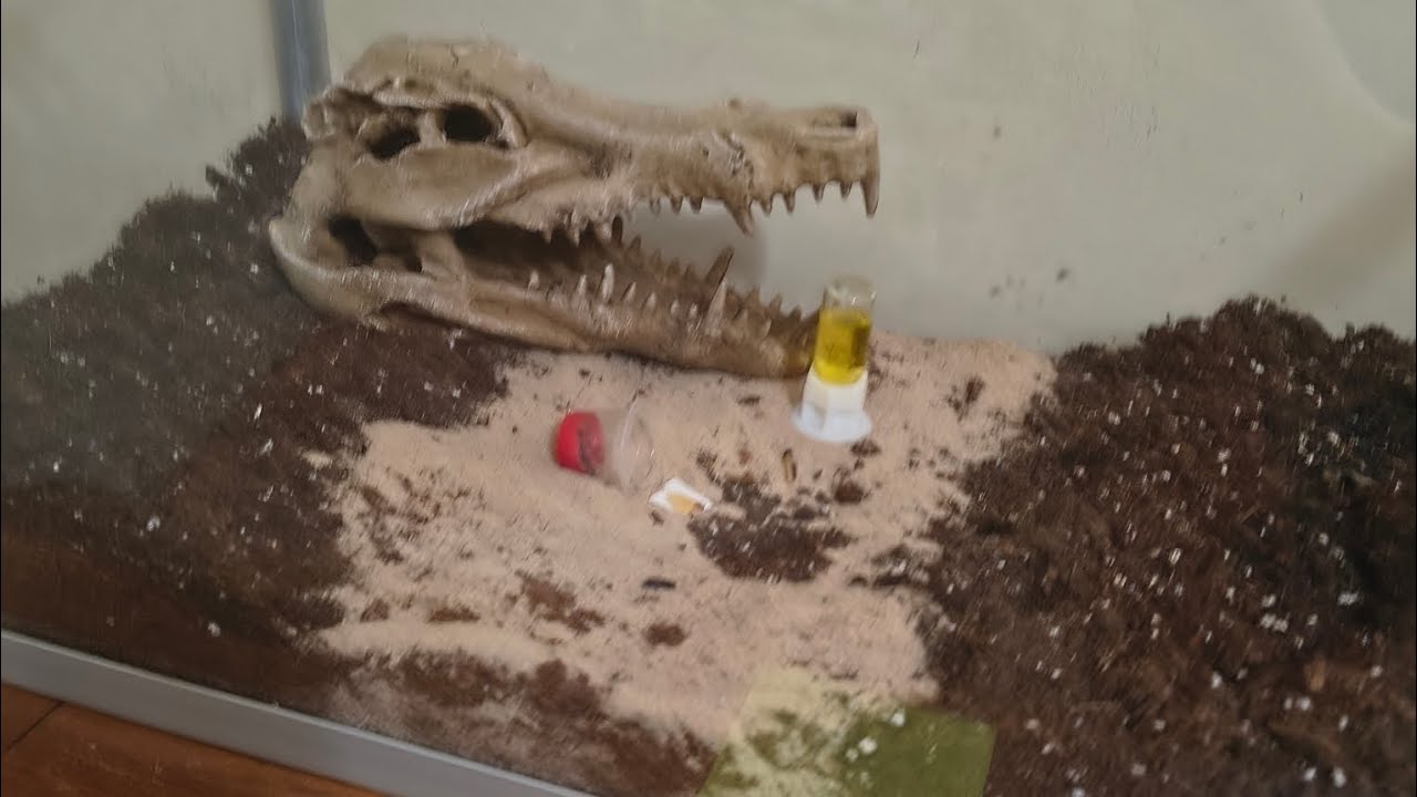 Checking up on all my ants
