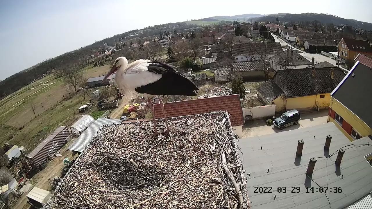 29/03/2022 : A White Stork has arrived in the nest