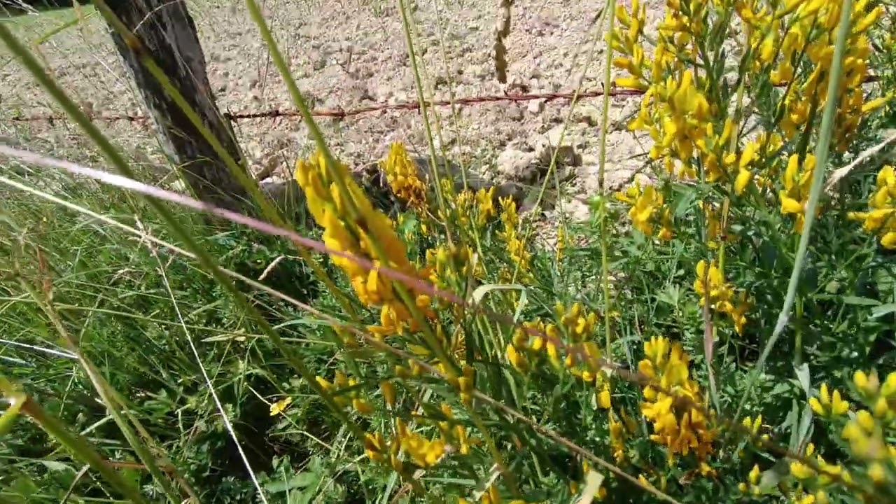Genista Tinctoria ⛔ (11/06/2023) La Bonnemais