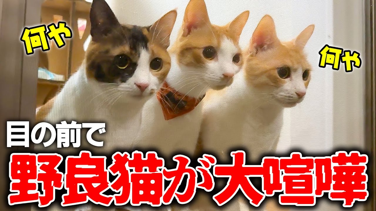 【絶叫】家の前で野良猫たちが大喧嘩をしていました…。その声を聞きつけた愛猫たちが大パニックに…！！！