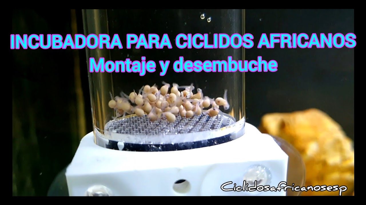 Incubadora para ciclidos africanos.  Montaje y desembuche.