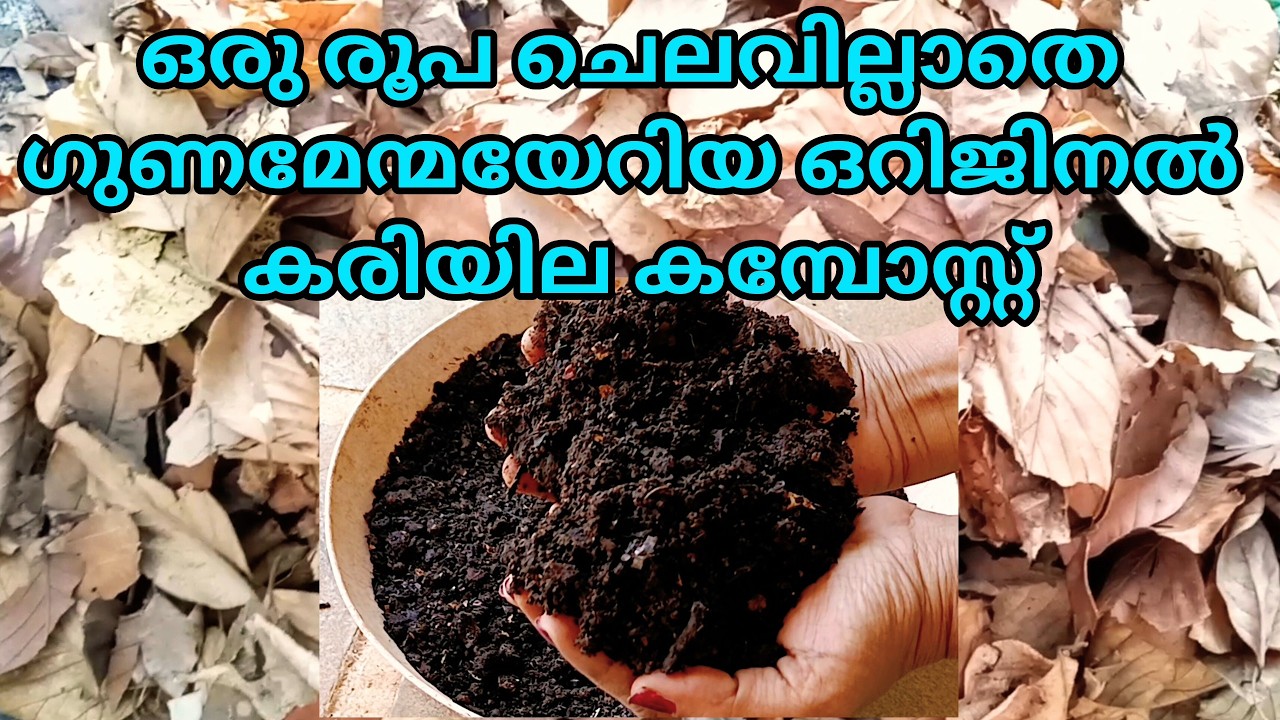 ഒരു രൂപ ചെലവില്ലാതെ നല്ല ബ്ലാക്ക് നിറത്തിലുള്ള പൊടിഞ്ഞിരിക്കുന്ന ഒറിജിനൽ കമ്പോസ്റ്റ് | Compost