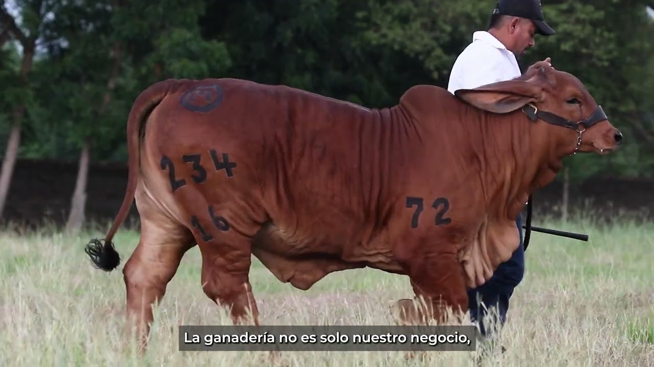 Cápsula #2