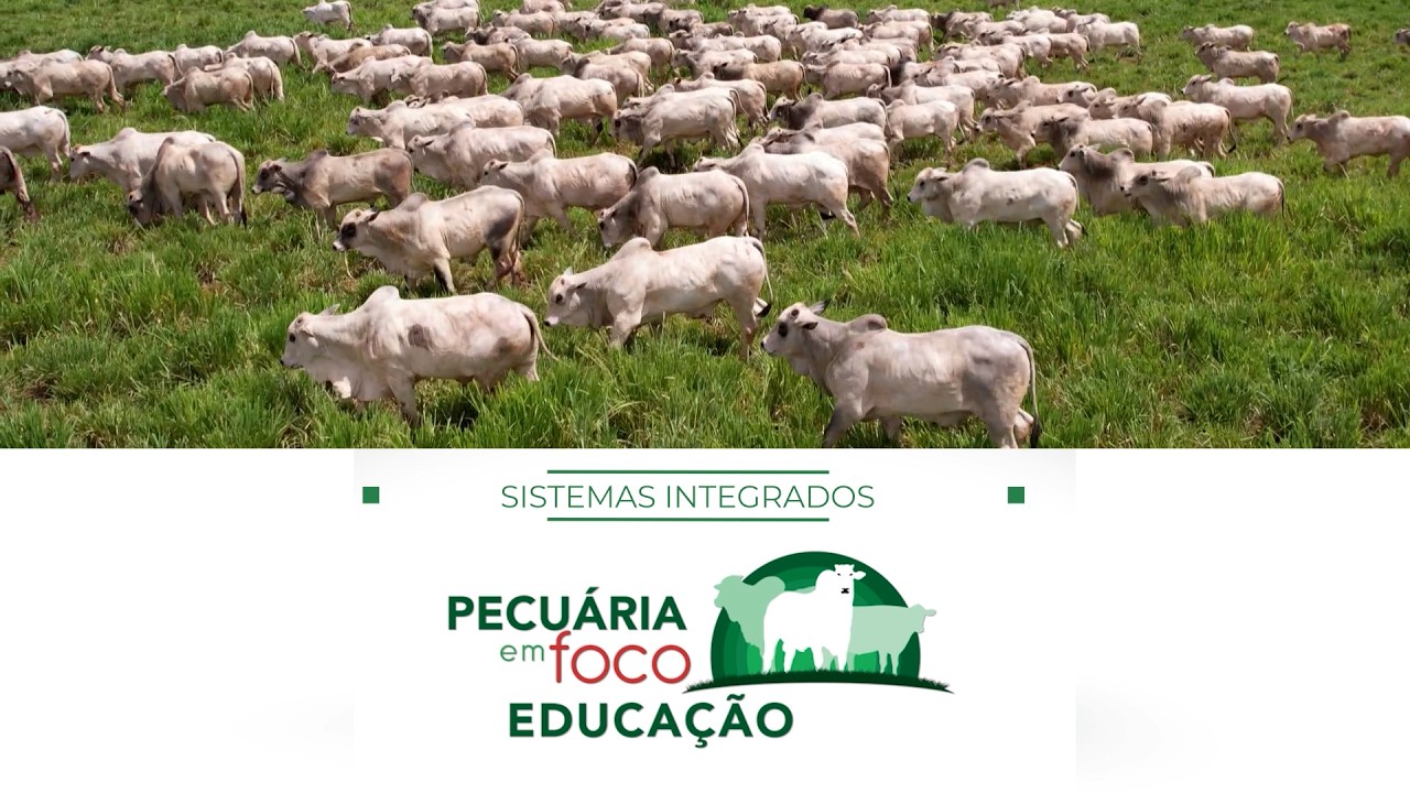 18 - SISTEMAS INTEGRADOS - PECUÁRIA EM FOCO - EDUCAÇÃO