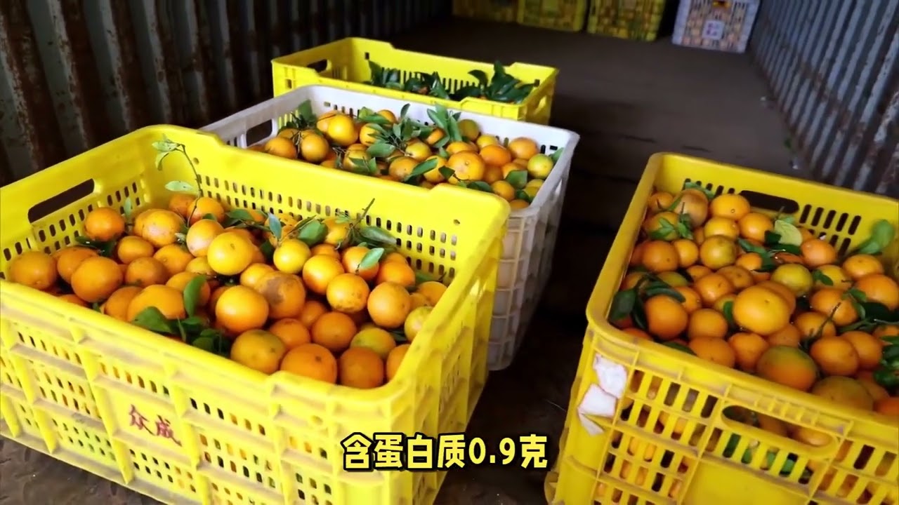 皇帝柑又名&ldquo;贡柑&rdquo;，中国柑王，营养与美味并存！