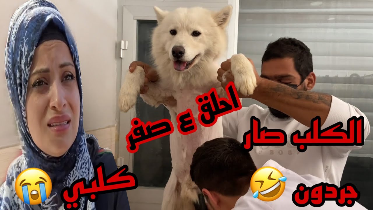 للنجاسة عنوان 😅 تحويل كلب ام سيف لاجردون ( جيفارا العلي )