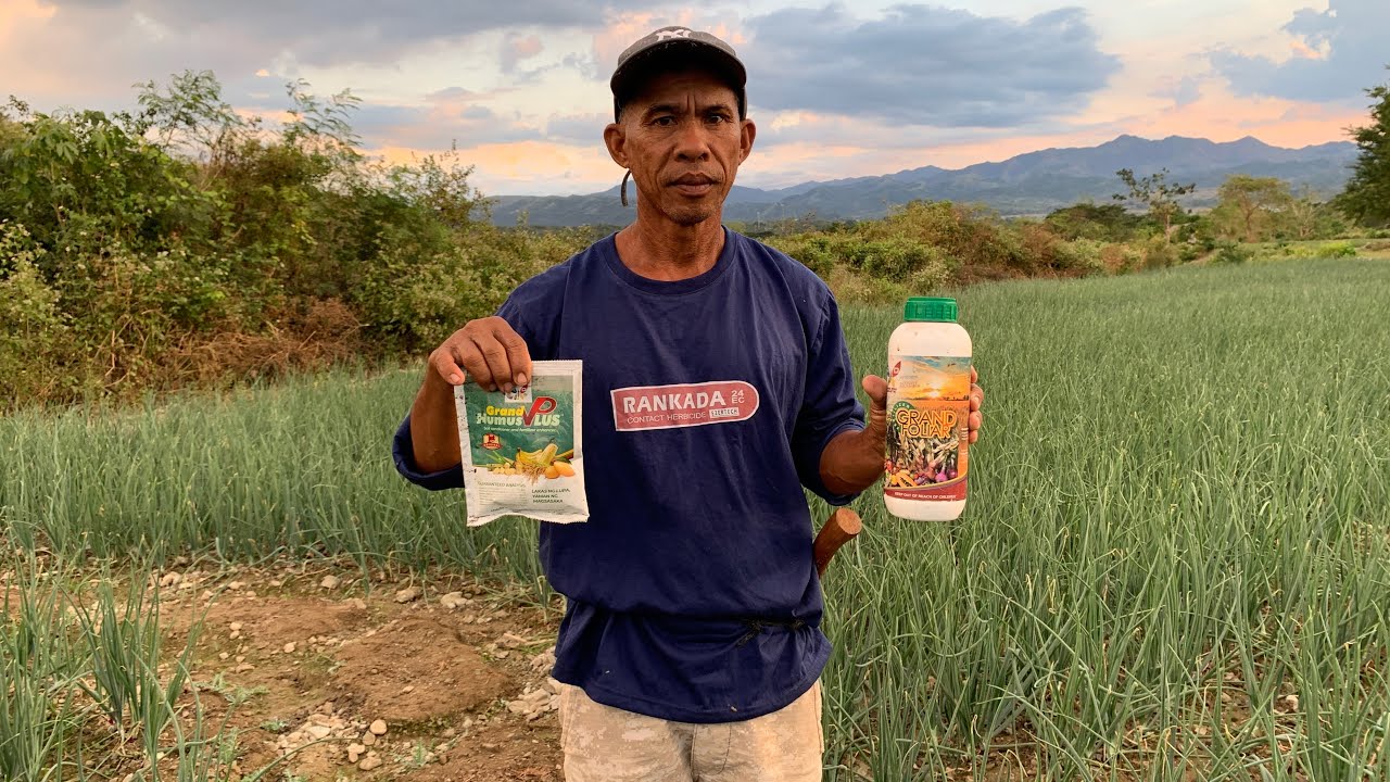 45DAYS sibuyas resulta ng grand foliar & humus fertilizer sibuyas ka dante domingo mabulas sibuyas