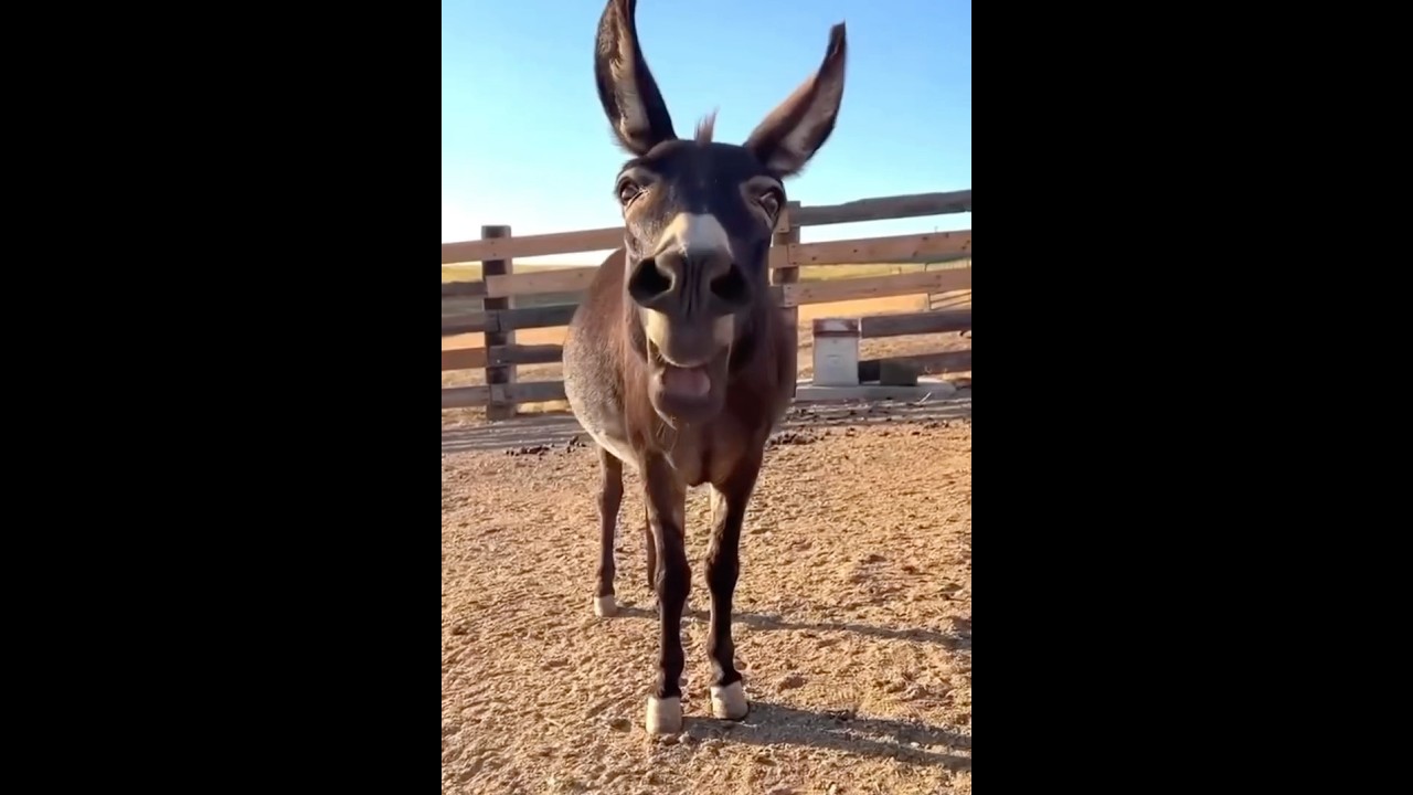 Funny animal 