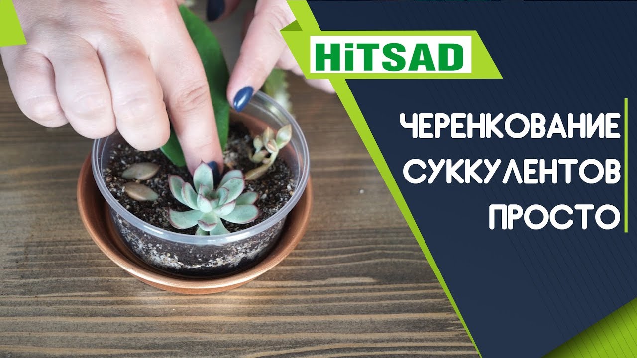 Как черенковать суккуленты 🌵 Размножение суккулентов ✔️