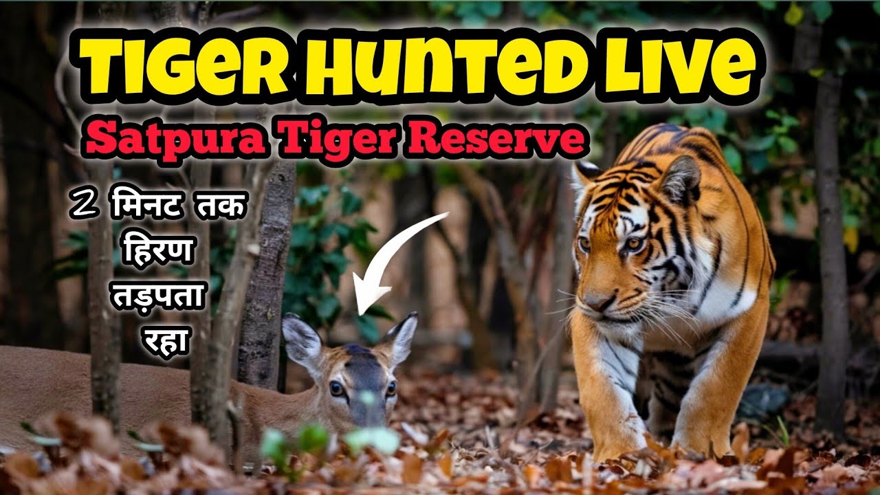 बाघ ने किया Live शिकार | Satpura Tiger Reserve | Live Attack | Churna Zone | Satpura National Park