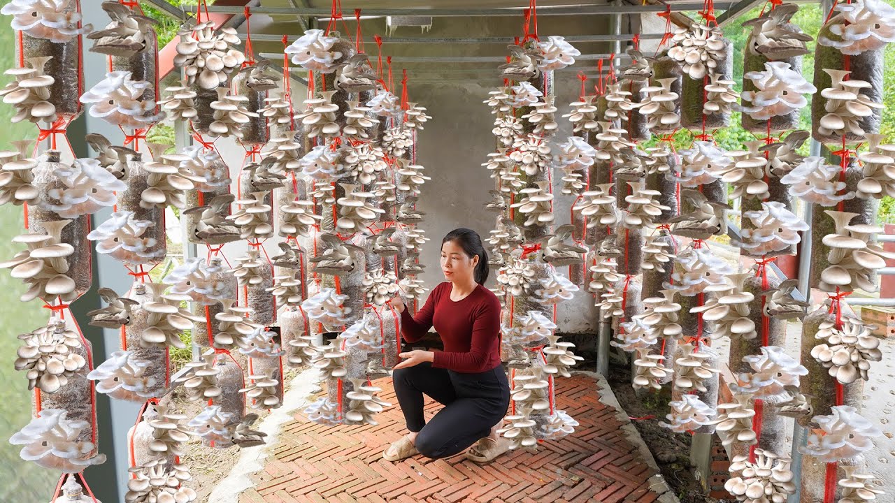 Building a Clean and Efficient Mushroom Growing Area - DIY Hanging Mushroom Farm
