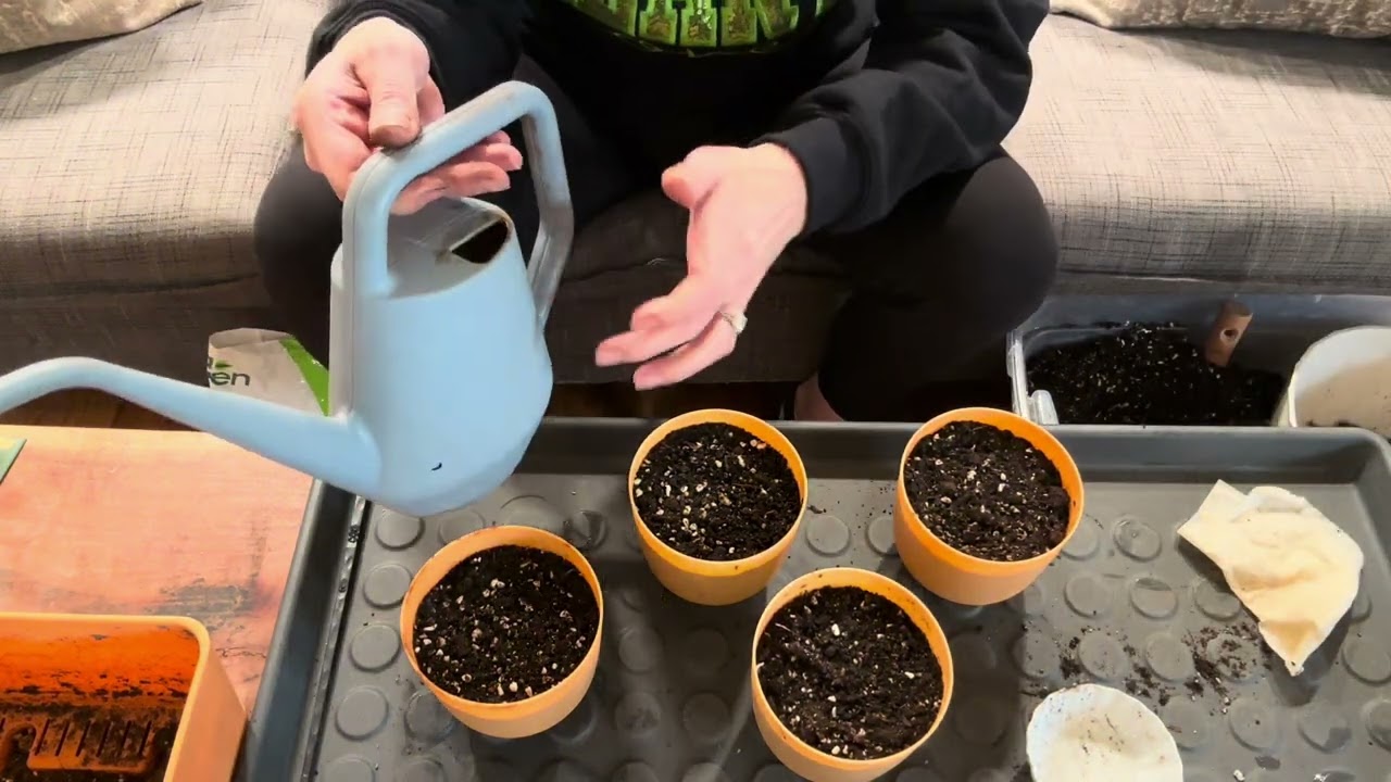 Planting parsley seeds indoor