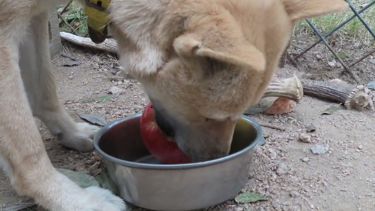 リンゴをかじる犬