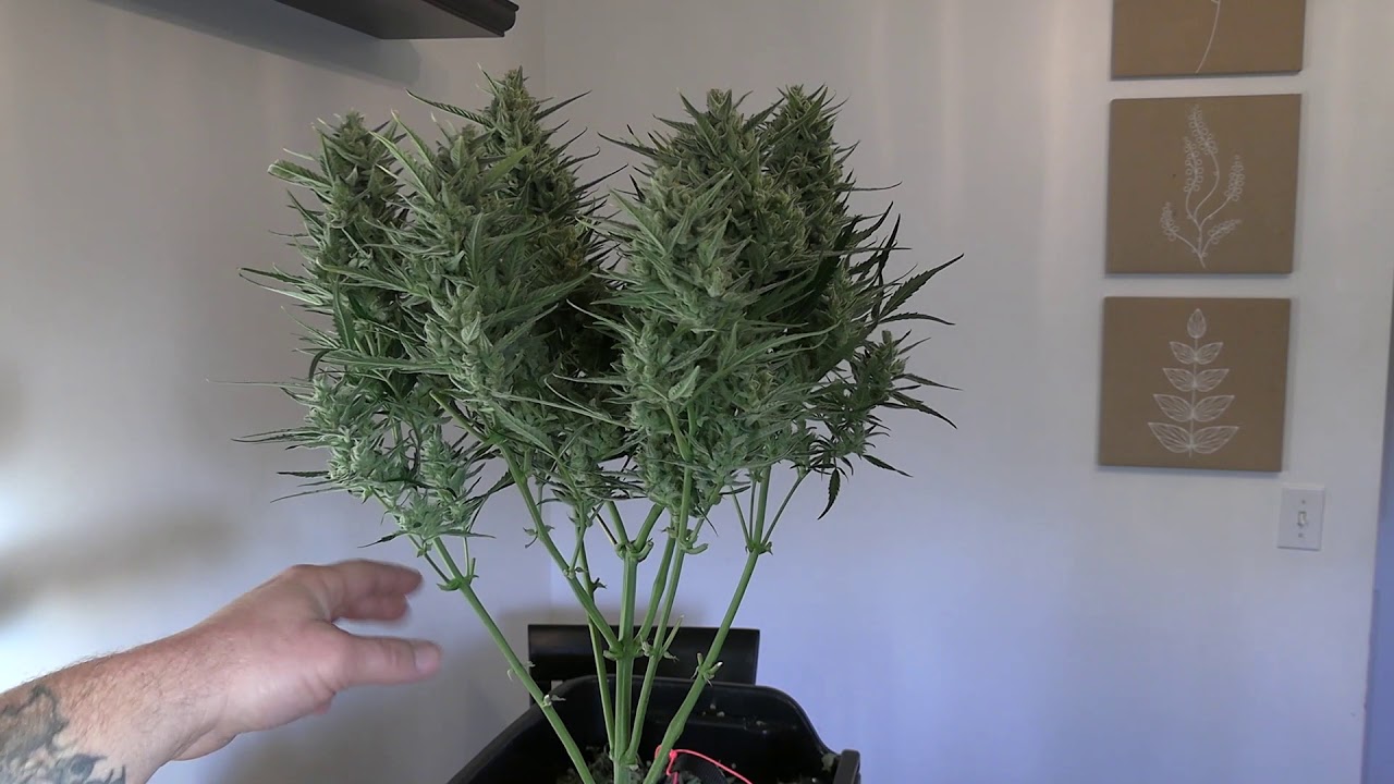 Episode 3 Sexing, defoliating and training #Cannabis #growhelp #growjournal