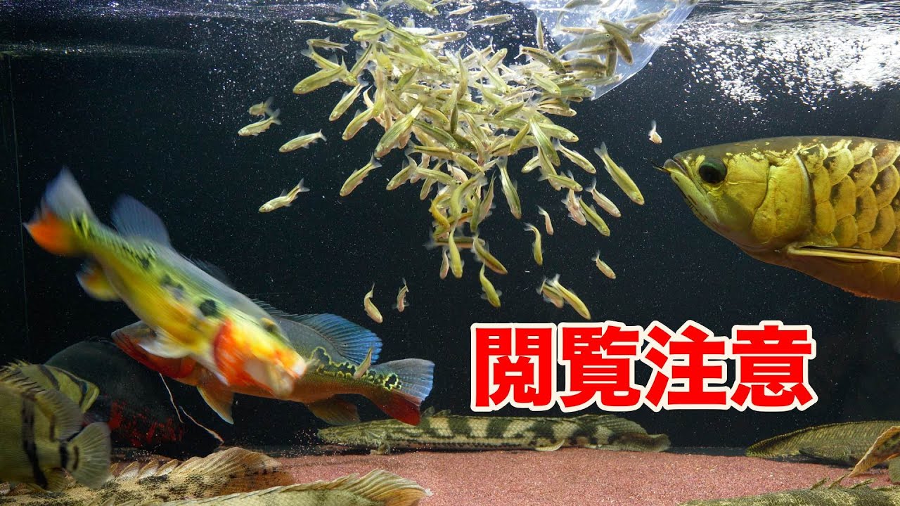 大型魚の捕食　肉食とは・・・・　アロワナ　古代魚