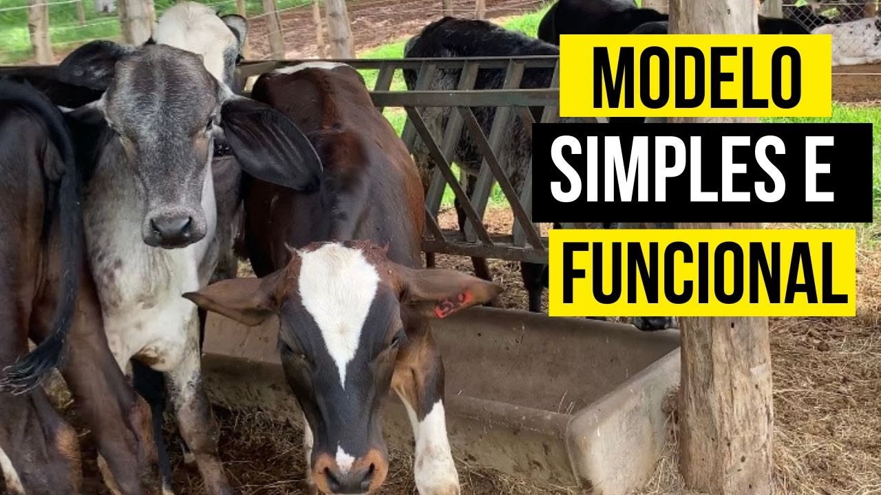 Como começar a criar bezerro leiteiro? [DIVISÃO EM PIQUETES] 🐮🌱
