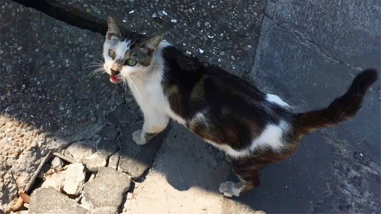 Feral Cat Meowing And Purring Wants So Much Love - Cats Meowing