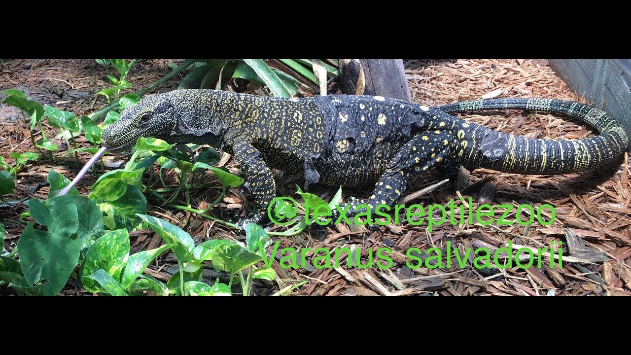 TREE CROCODILE