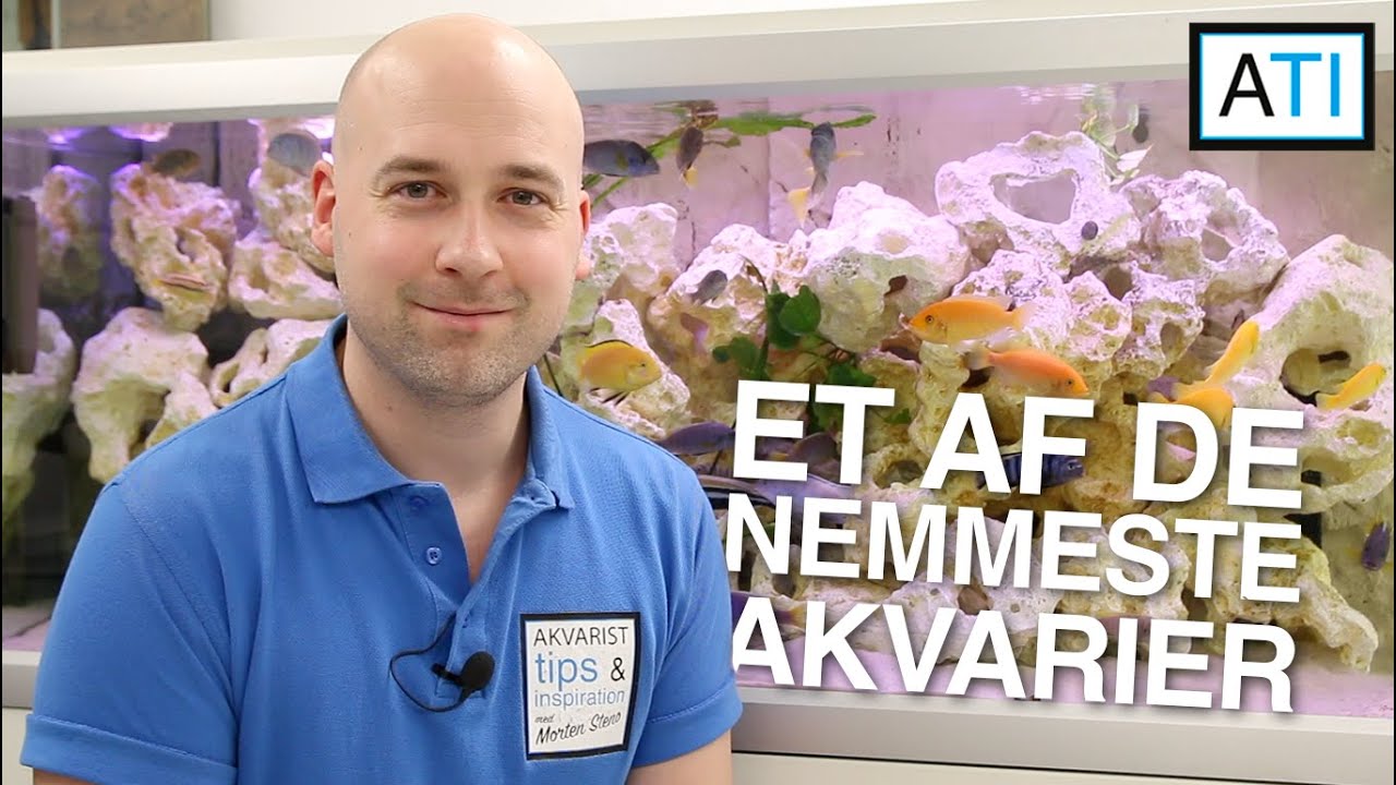 Et af de nemmeste større akvarie - Afrikanske cichlider (Malawi 360 liter)