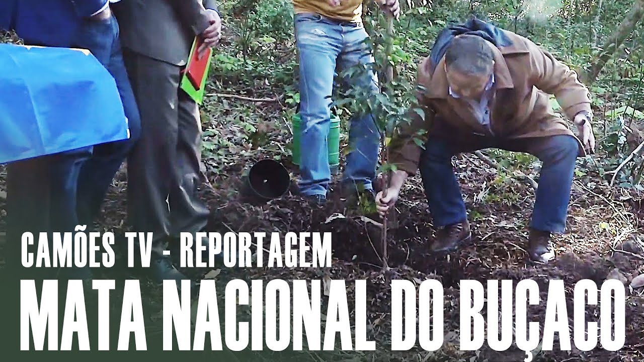 Fernando Mendes planta árvore na Mata Nacional do Buçaco | Camões TV | Portugal à Vista | 2020