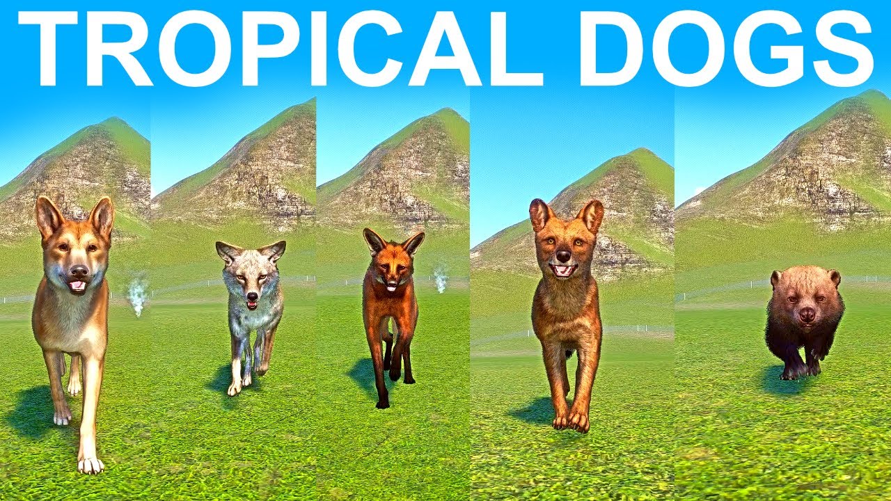 Tropical Dogs Speed Race in Planet Zoo included Bush Dog , Coyote, Dingo