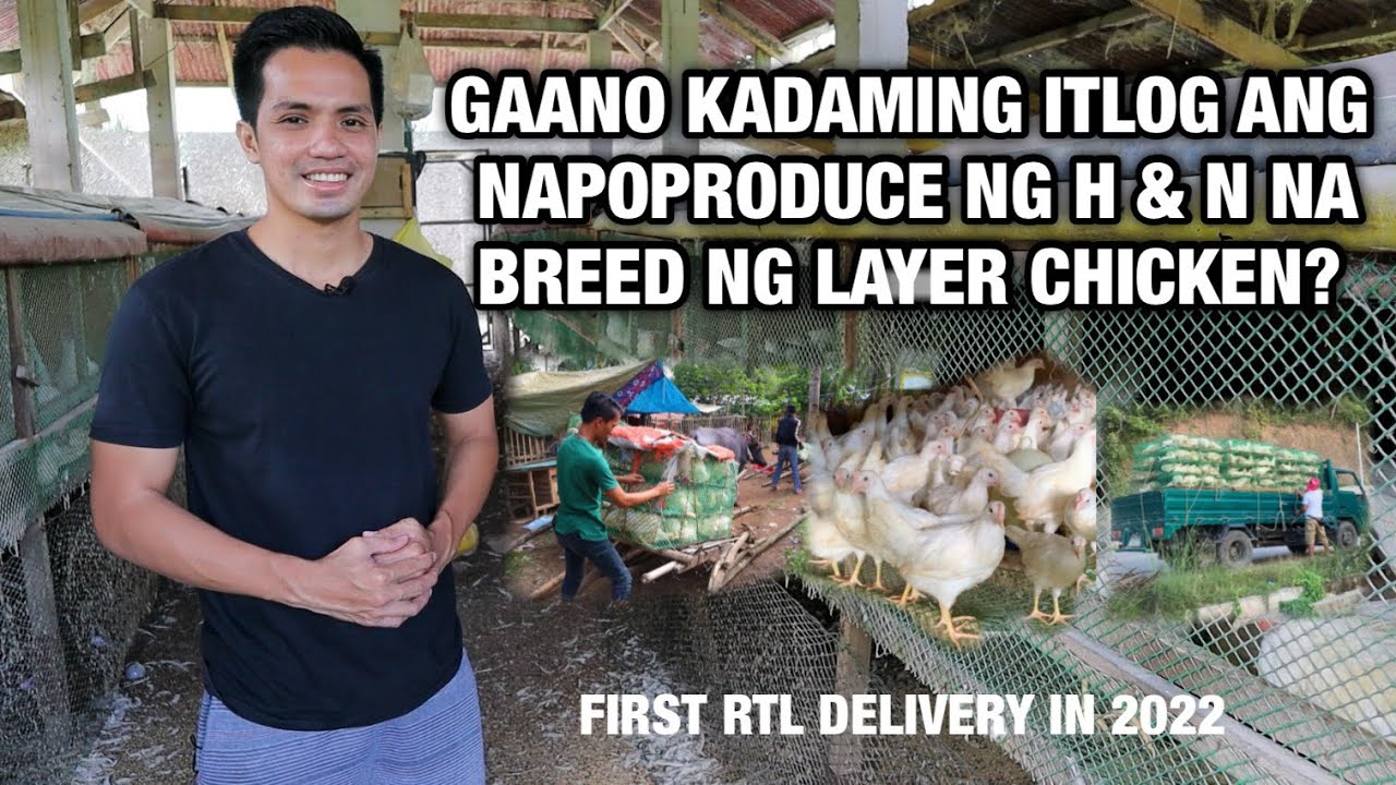 GAANO KADAMING ITLOG ANG NAPOPRODUCE NG H & N NA MANOK? | Philippines | Dwight Tamayo