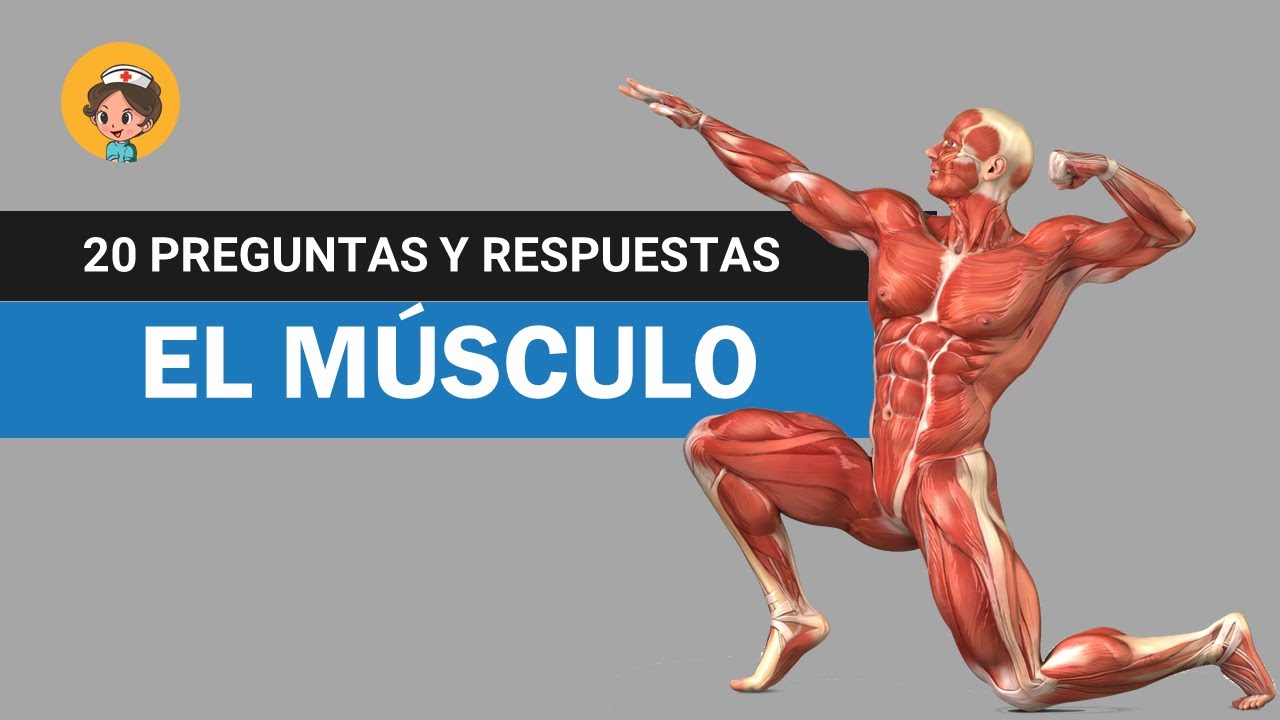 Test sobre LOS MÚSCULOS ► 20 preguntas y respuestas para mejorar tu nivel de IQ