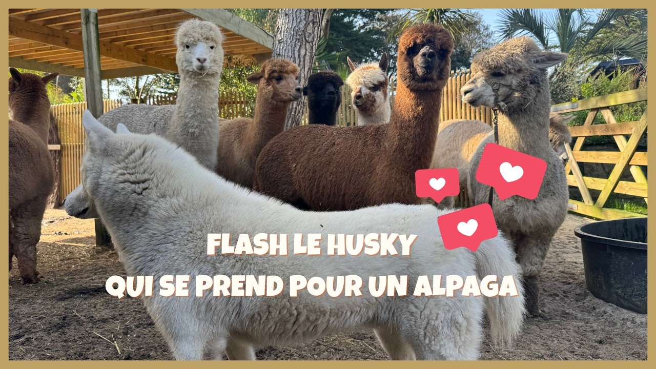 Flash le Husky qui se prend pour un Alpaga